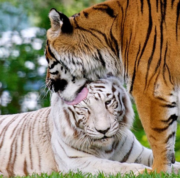 тигры - нежность, тигр - оригинал
