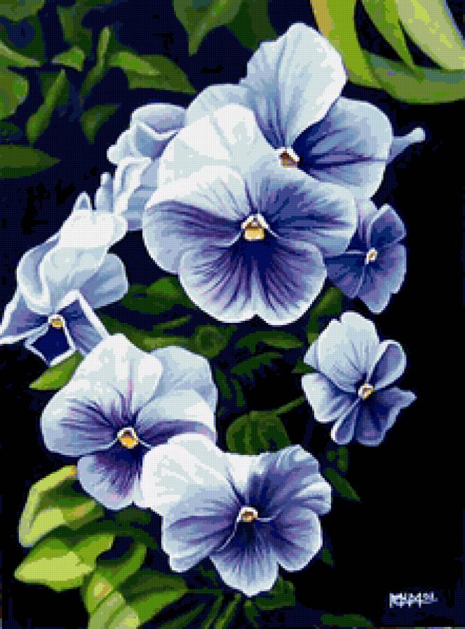 незабудки - цветы.незабудки - предпросмотр