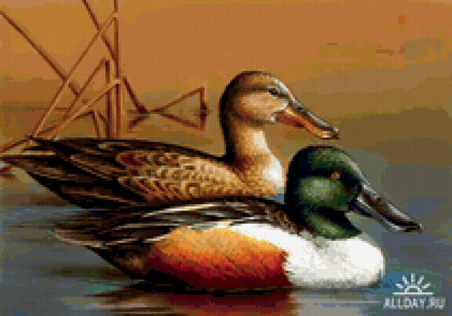 уточки - уточки - предпросмотр