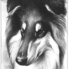 Схема вышивки «колли»