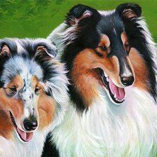 Схема вышивки «колли»