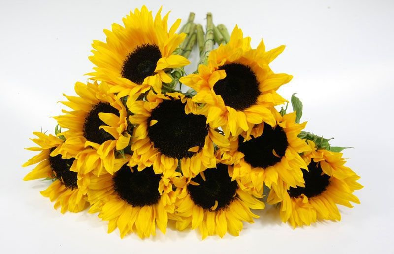 подсолнухи - оригинал