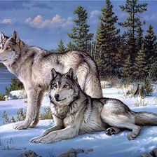 Схема вышивки «волки на снегу»