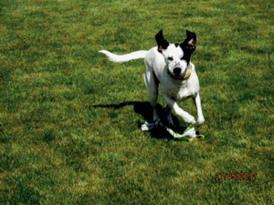 Ханна - собака, животные - предпросмотр