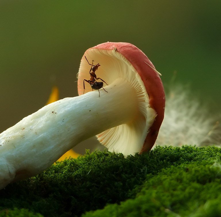 гриб и муравей - гриб, природа, муравей - оригинал