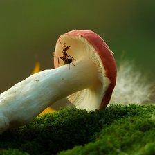 Схема вышивки «гриб и муравей»
