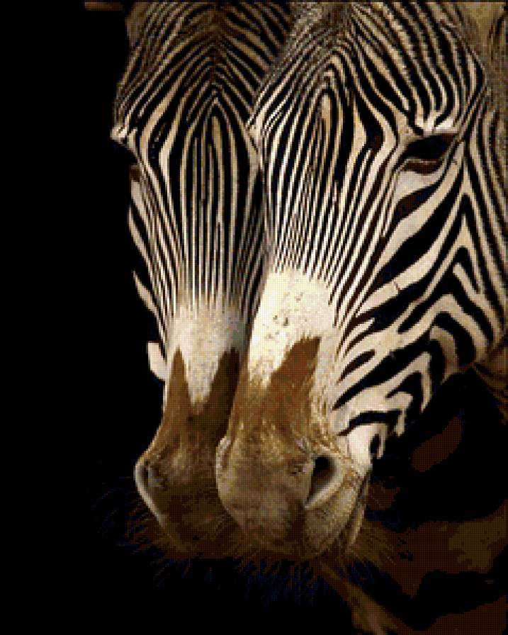 Зебра - зебры, зебра, животные - предпросмотр