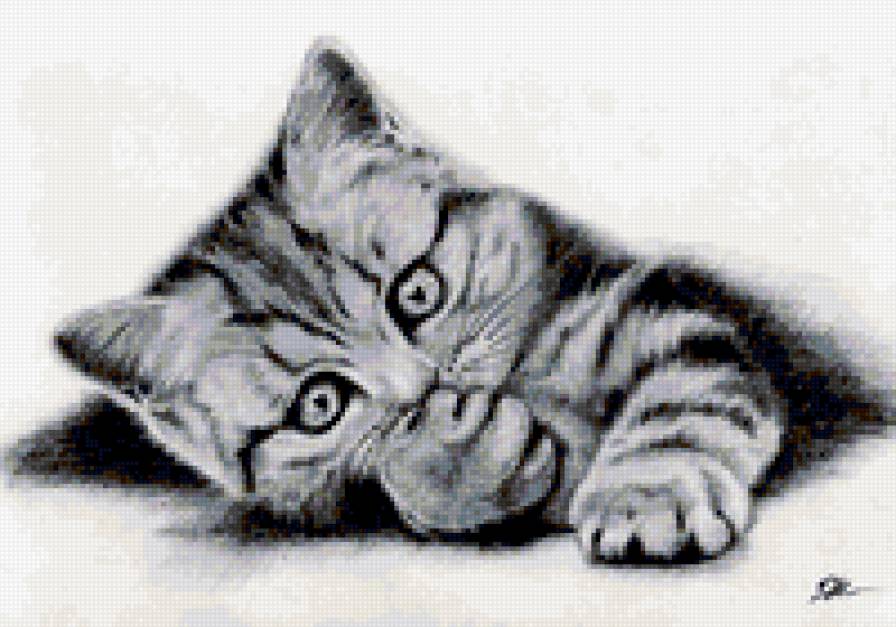 Cómo Dibujar un Gato Realista a Lápiz Paso a Paso - TUTORIAL Como dibujar un gat