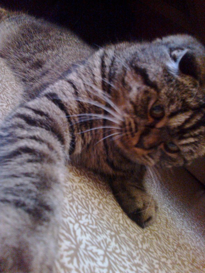 моя киса - оригинал