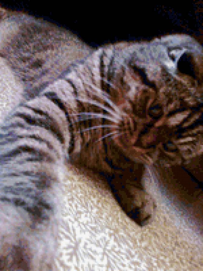 моя киса - предпросмотр