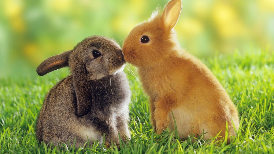 Зайчата - зайчик, кролик, животные - оригинал