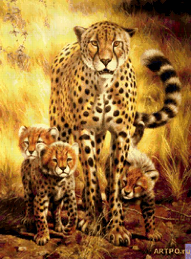 гепарды - животные, коты, гепарды, дикие кошки - предпросмотр