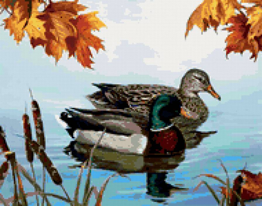 0137 - лето, картина, птицы, утки, красота, природа - предпросмотр