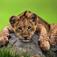 Схема вышивки «Тигреня»