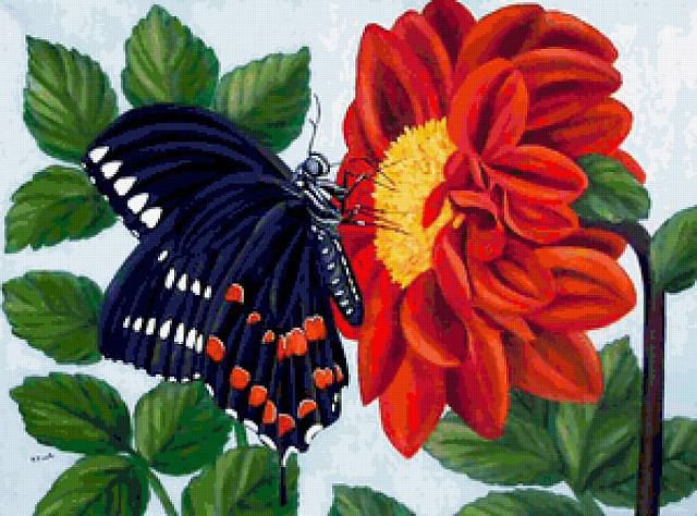 Бабочка на цветке - бабочки, цветы - оригинал