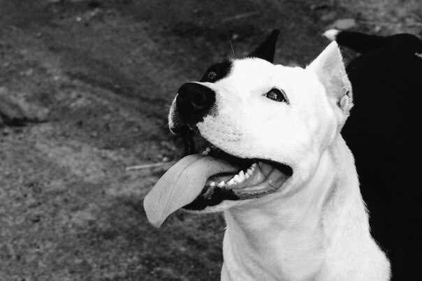 амстафф - амстафф - оригинал