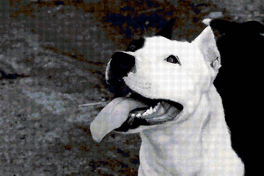 амстафф - амстафф - предпросмотр