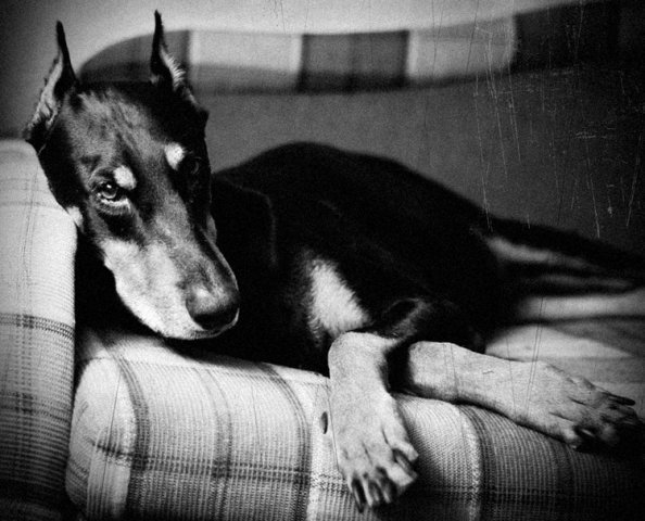 доберман - доберман - оригинал