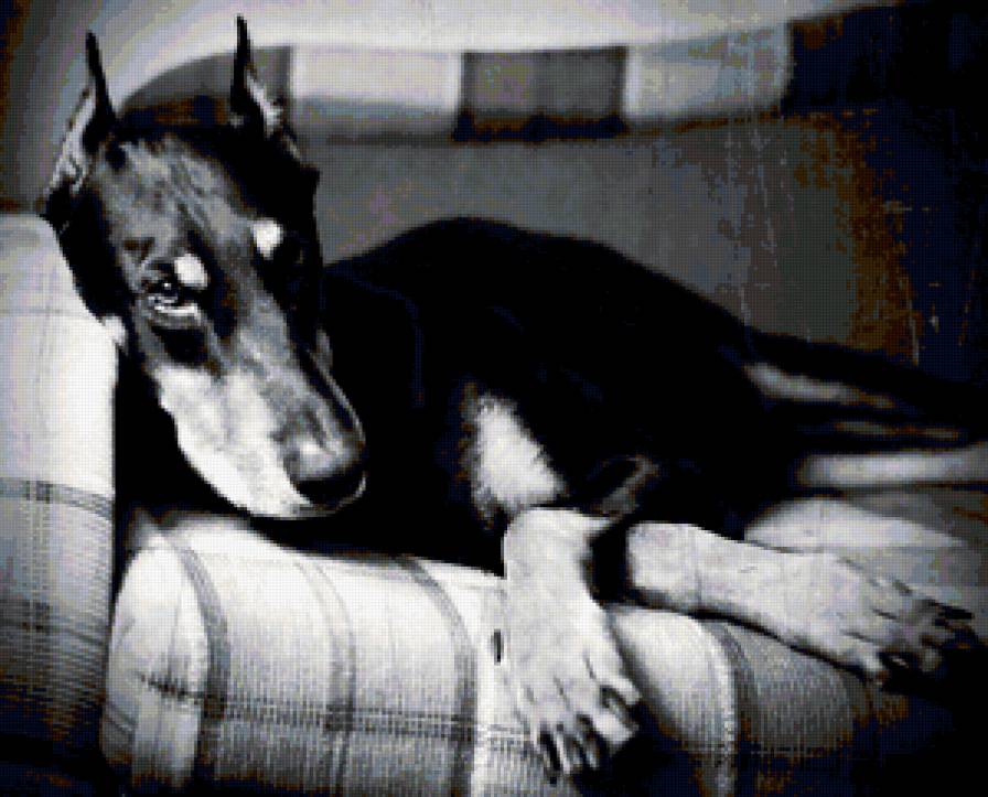 доберман - доберман - предпросмотр