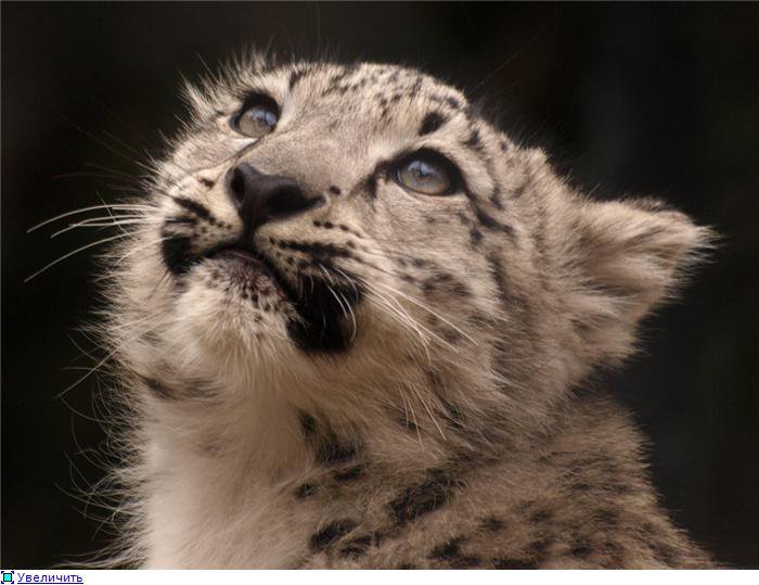 снежный барс - животные - оригинал