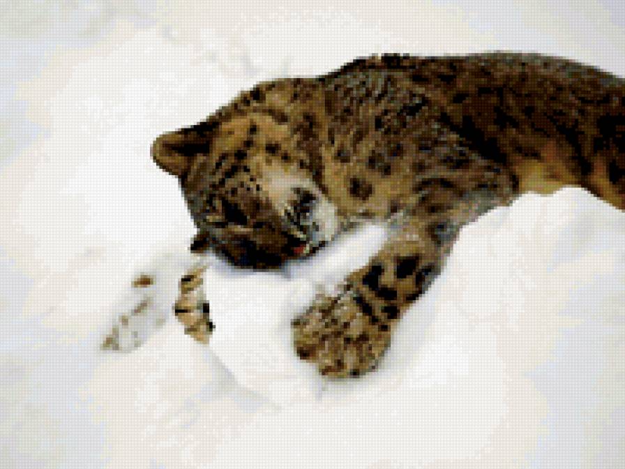 снежный барс 2 - животные - предпросмотр