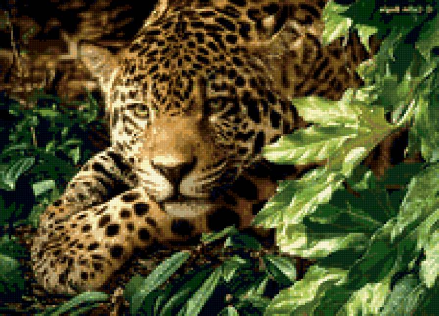 ягуар - животные - предпросмотр
