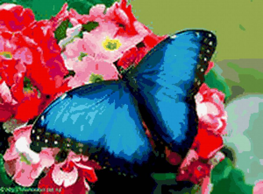 №426716 - цветы и бабочки - предпросмотр