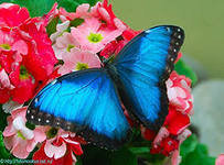 Схема вышивки «№426716»