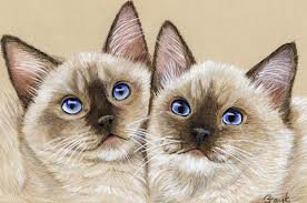 два сиамских котенка - коты, симпатяги, котята, домашние животные - оригинал