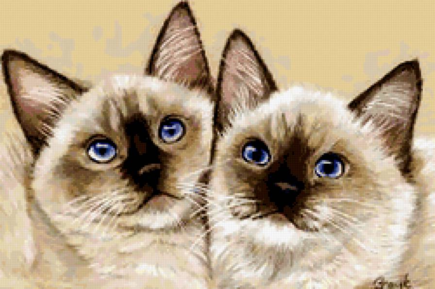 два сиамских котенка - домашние животные, коты, котята, симпатяги - предпросмотр