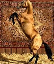 Схема вышивки «красивые лошади (подборка),ахалтекинский жеребец»