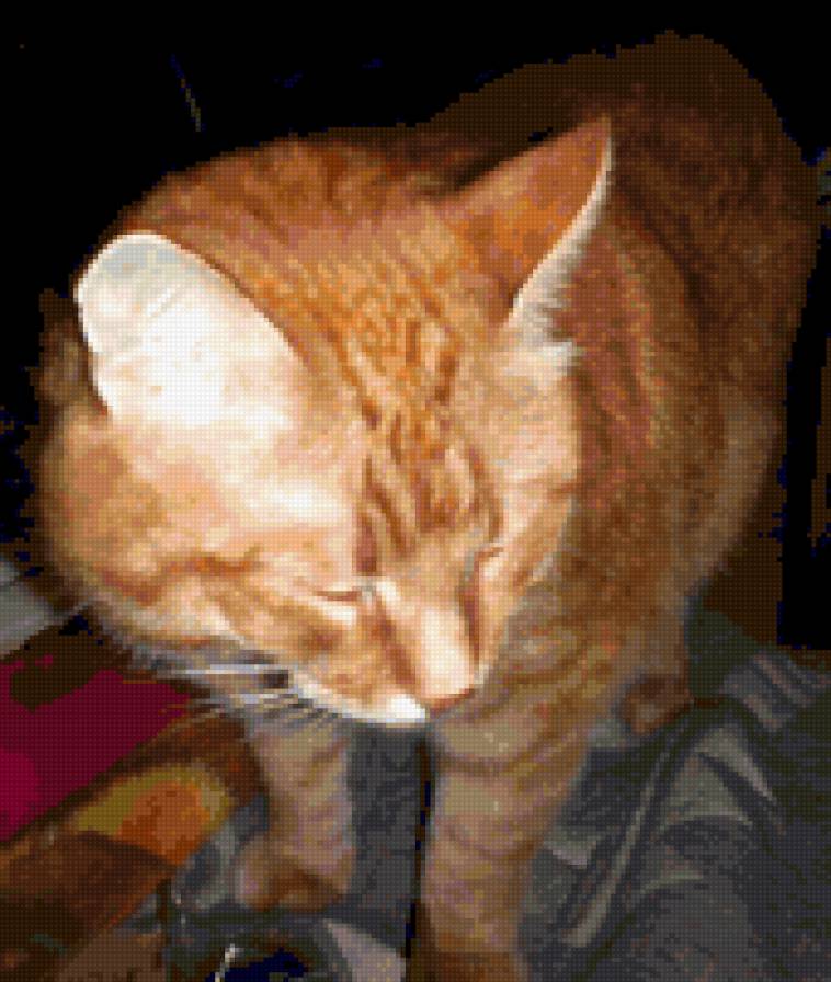 Рыжик - предпросмотр