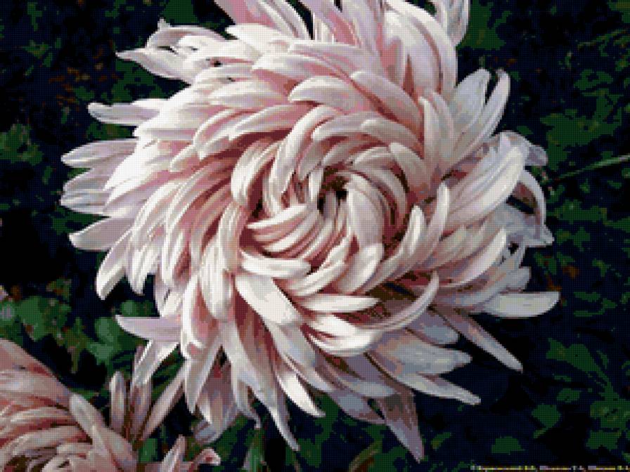 из цикла Хризантемы - предпросмотр