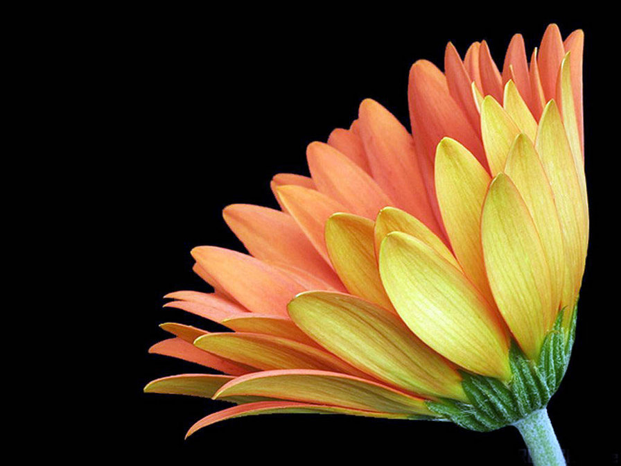 Гербера - оригинал