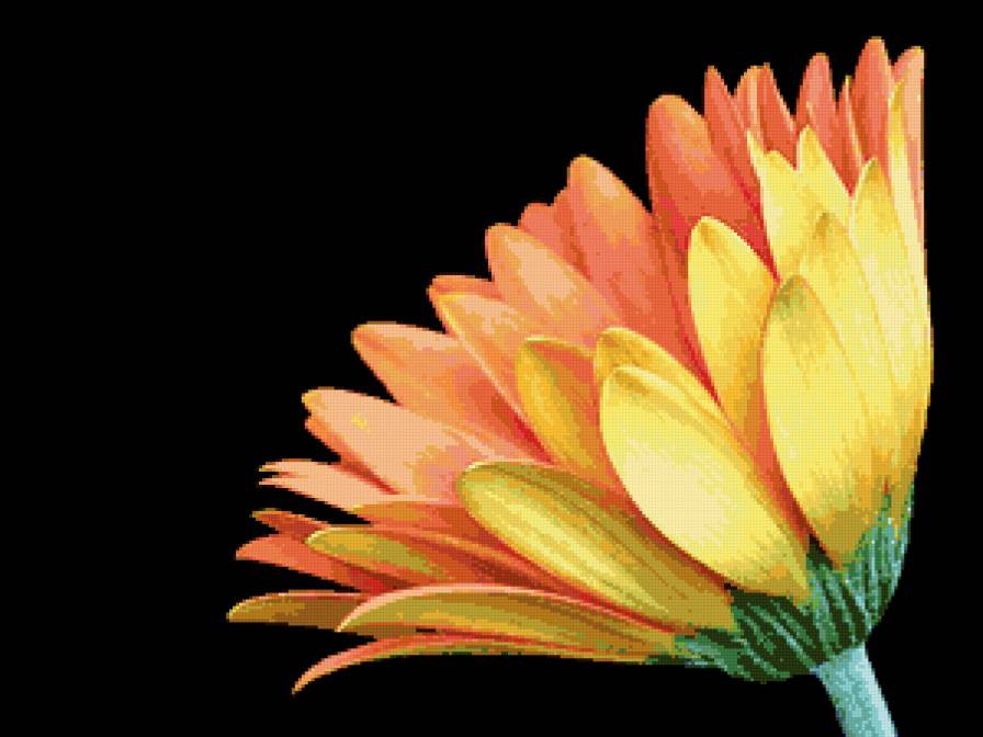 Гербера - предпросмотр