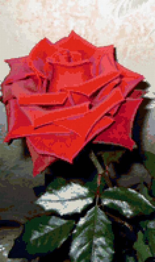 Красная роза - роза, цветок, цветы - предпросмотр