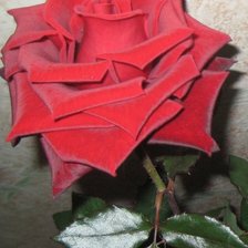Оригинал схемы вышивки «Красная роза» (№426979)