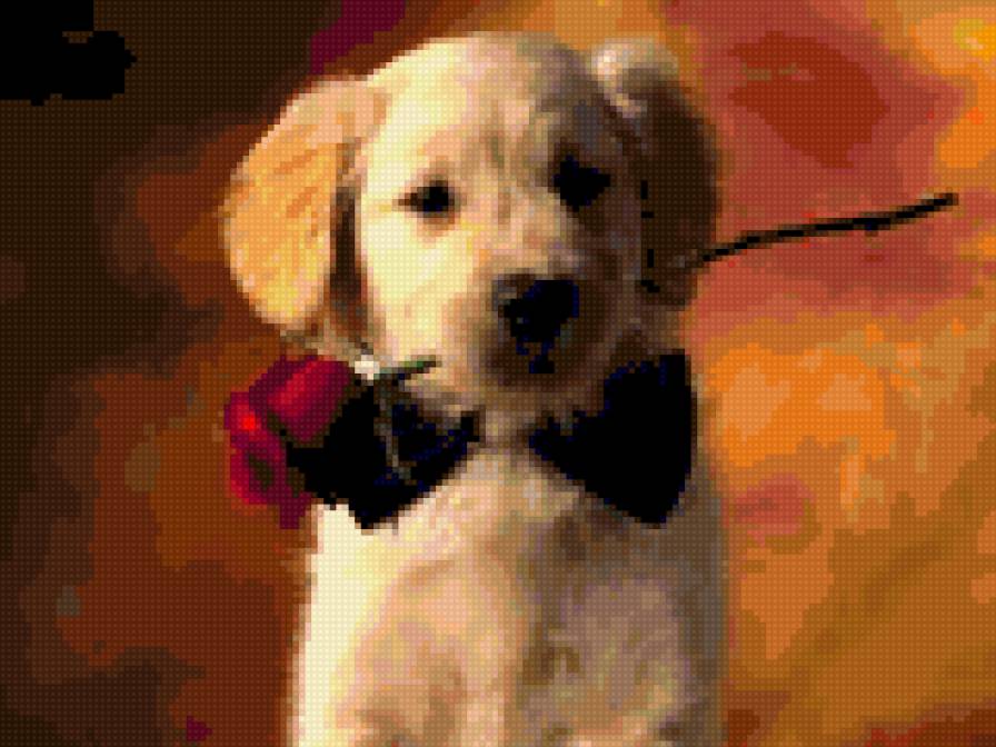 pies - zwierzęta piesek - предпросмотр