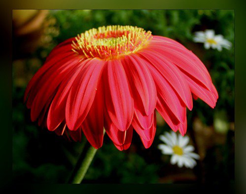 №427296 - цветы - оригинал