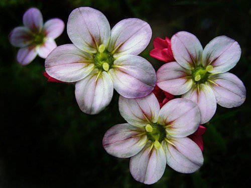 Камнеломка. - цветы, камнеломка - оригинал