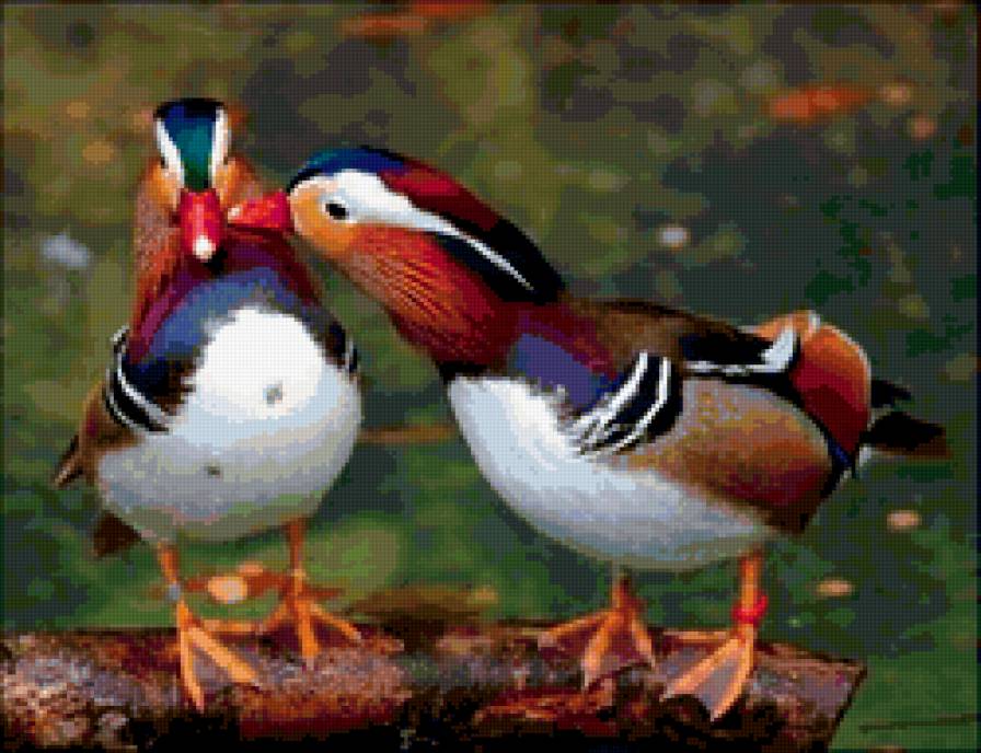 Мандаринки - утки, мандаринки, парочка, фен-шуй - предпросмотр
