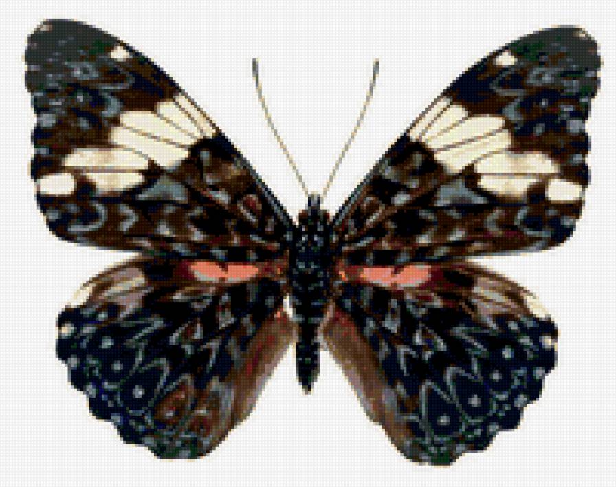 Бабочка - бабочки - предпросмотр