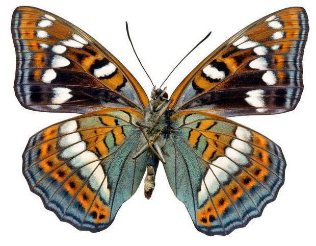 Бабочка - бабочки - оригинал