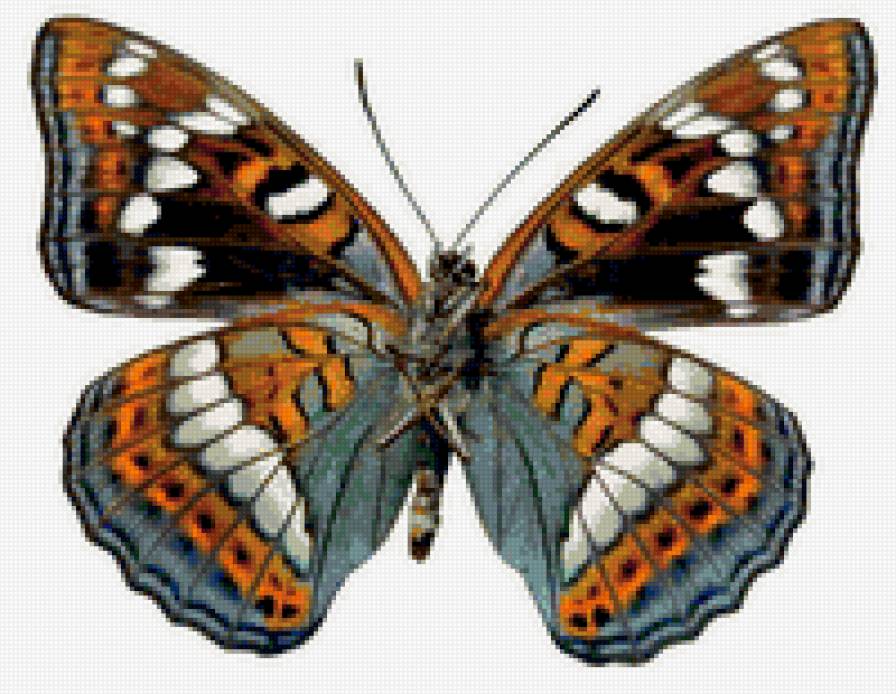 Бабочка - бабочки - предпросмотр