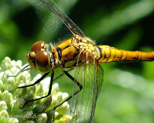 Стрекоза - стрекоза, насекомое - оригинал