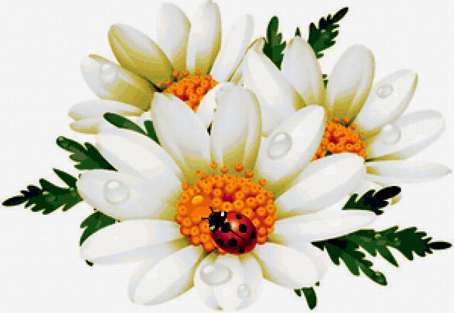 ромашки с росой - ромашки, роса, букет, цветы - предпросмотр