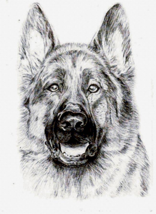 овчарка - собаки - предпросмотр