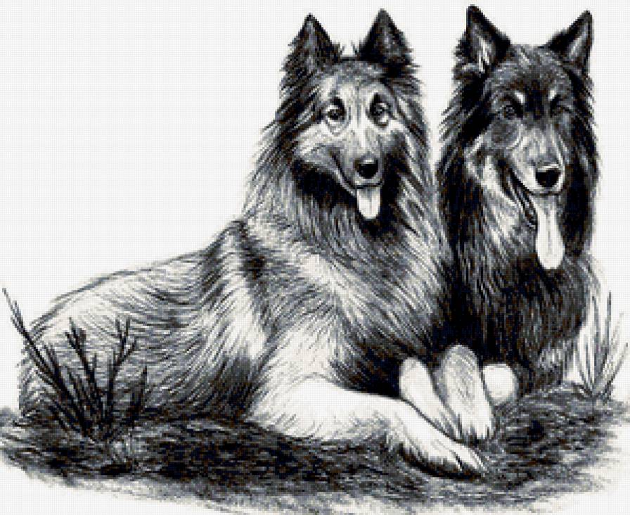 овчарки - собаки - предпросмотр