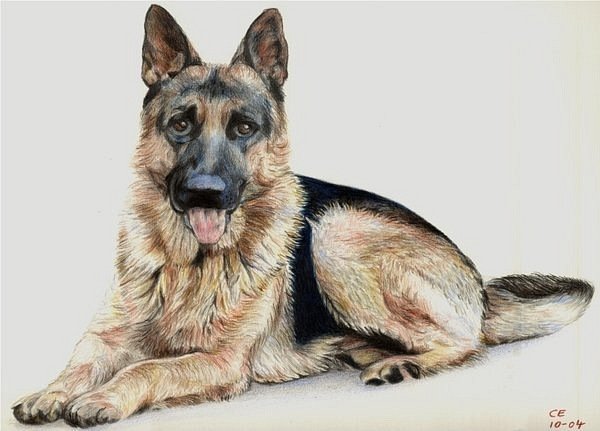 овчарка - собаки - оригинал