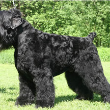 Схема вышивки «Черныш»